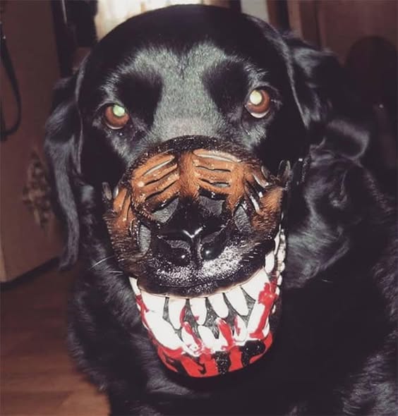 Scary Werewolf Dog Muzzle with LargeTeeth,Hilarious Costume for Halloween