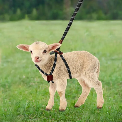 Goat Harness & Leash, Adjustable Step-in SheepHarness, Goat Accessories, Livestock Halter Supplies forGoats and Sheep (Large)